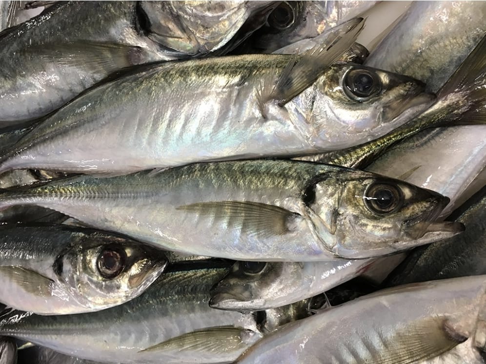 Poissons