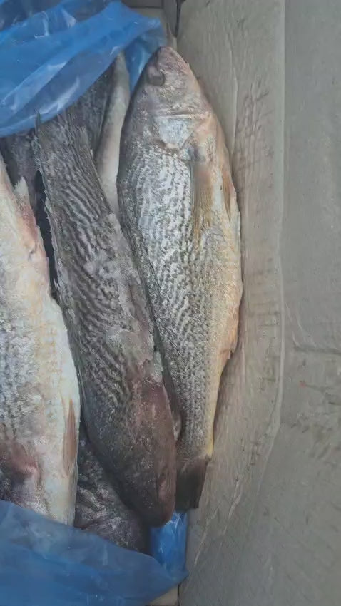 Bars corvina/ croaker vidé