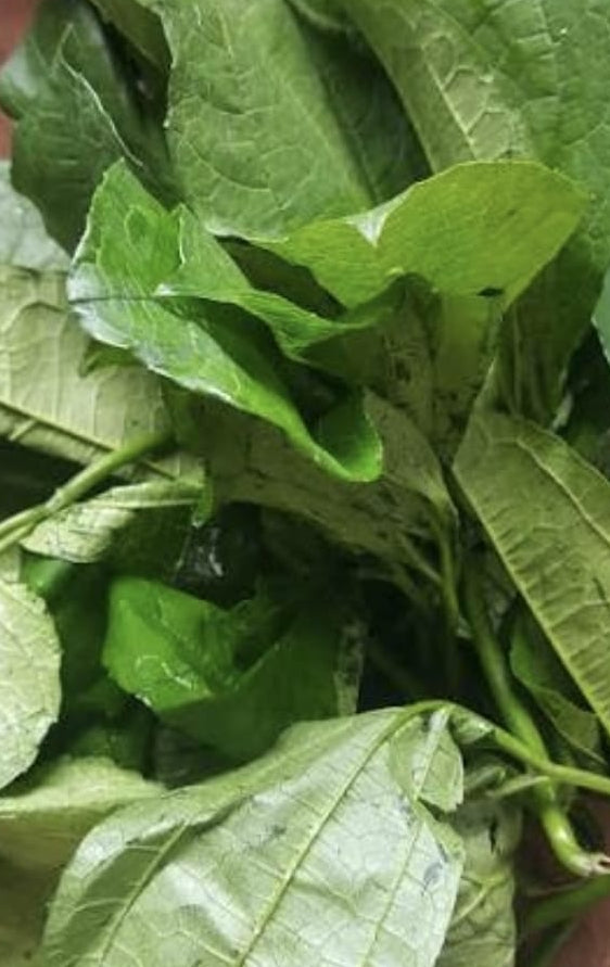 Ugu leave/ Okoribond/ paquet de 5