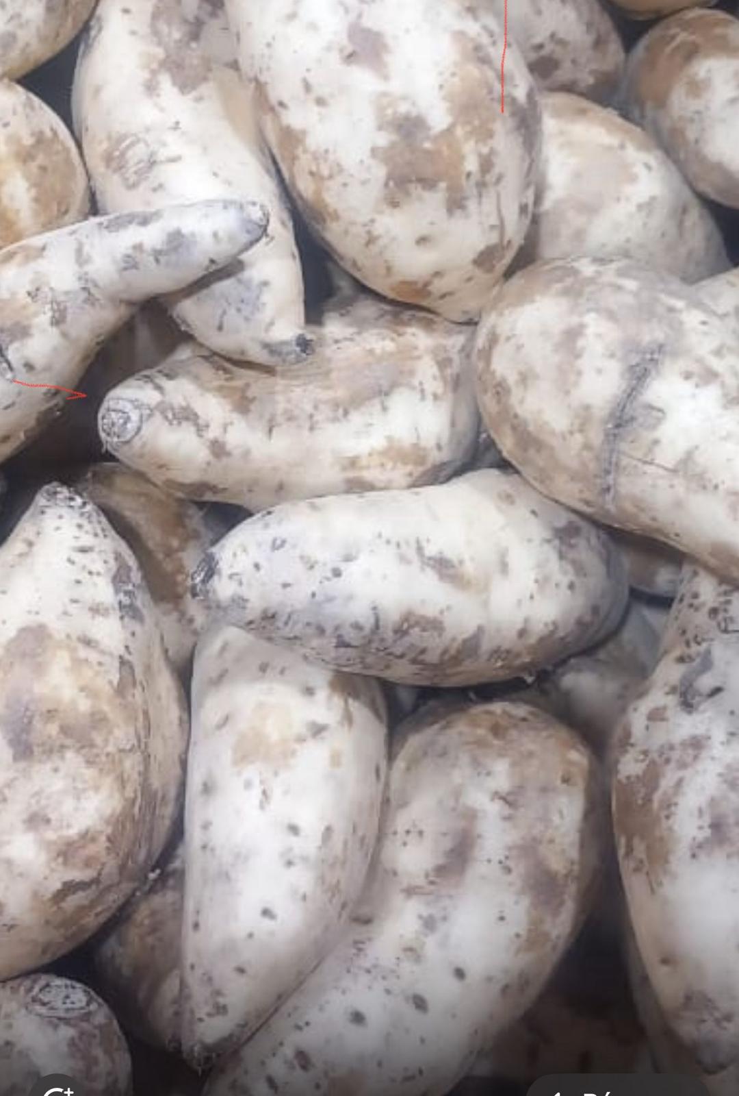 Patate douce du Cameroun/ Carton de 10kg
