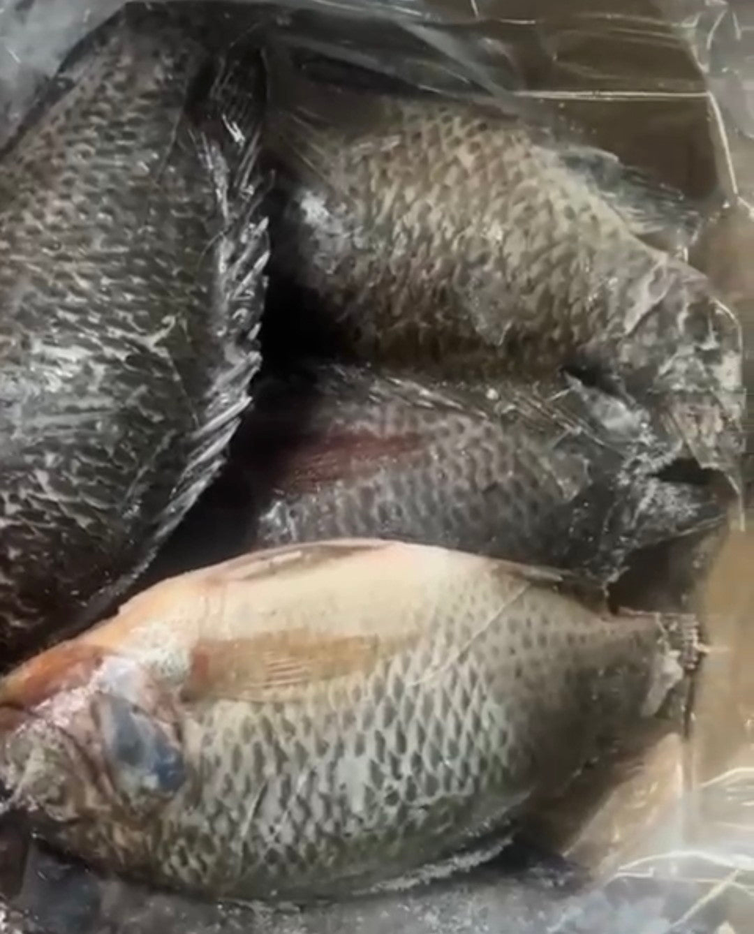 Poisson Tilapia / carton de 20 kg