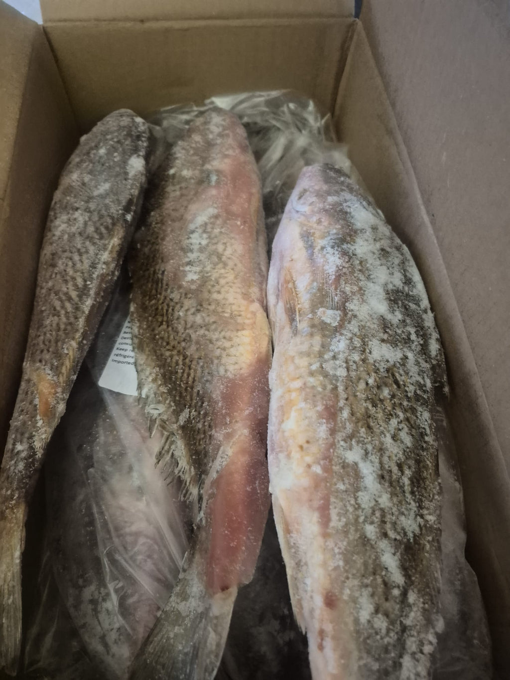 Bars corvina/ croaker vidé