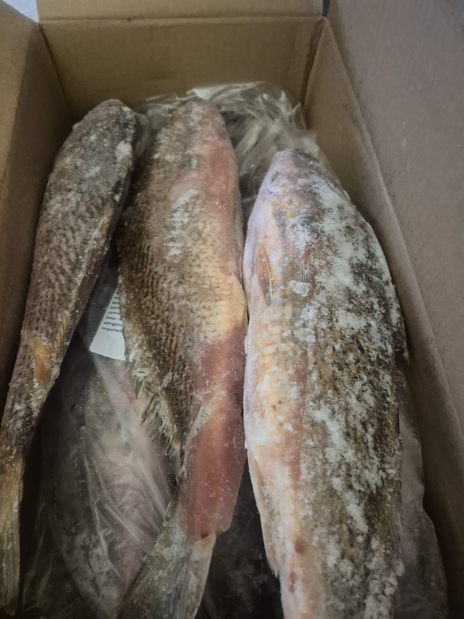 Bars corvina/ croaker vidé