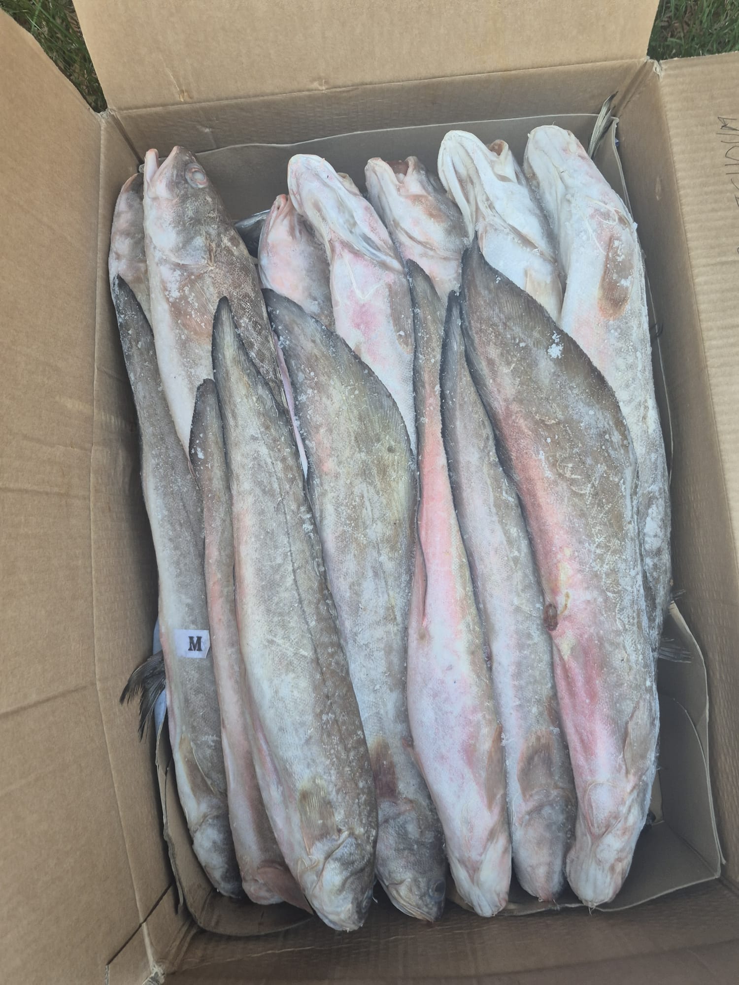 Bars Suisse/carton de 20 kg