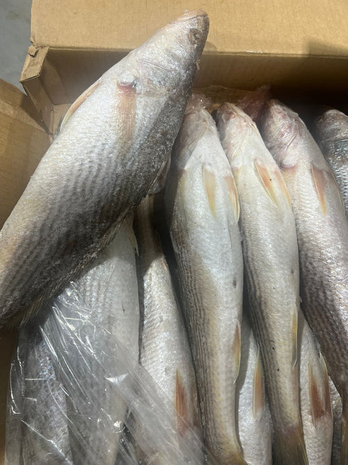Bars sosso/petite tête/carton de 10kg