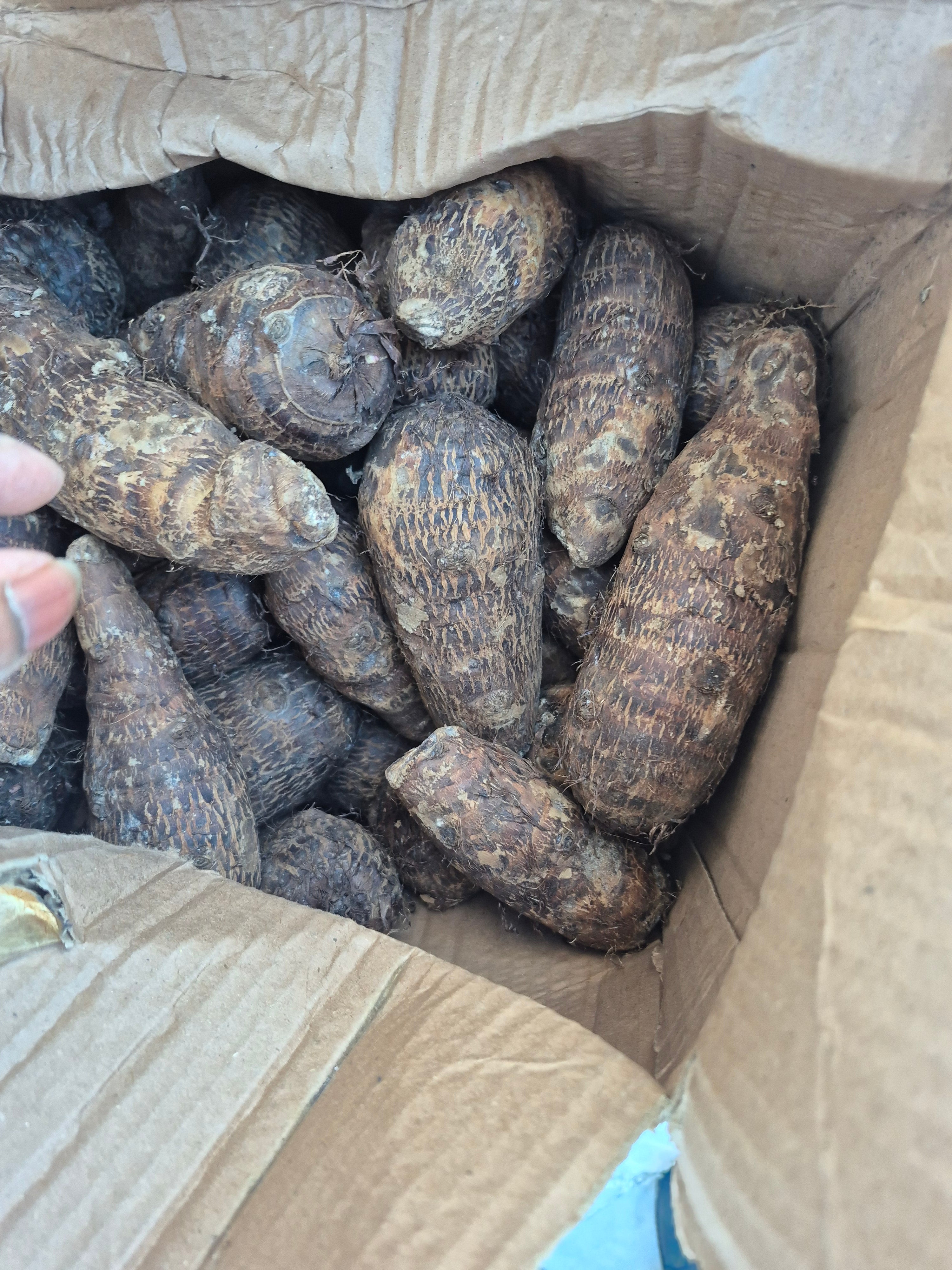 Macabo blanc du Cameroun/ carton de 10kg