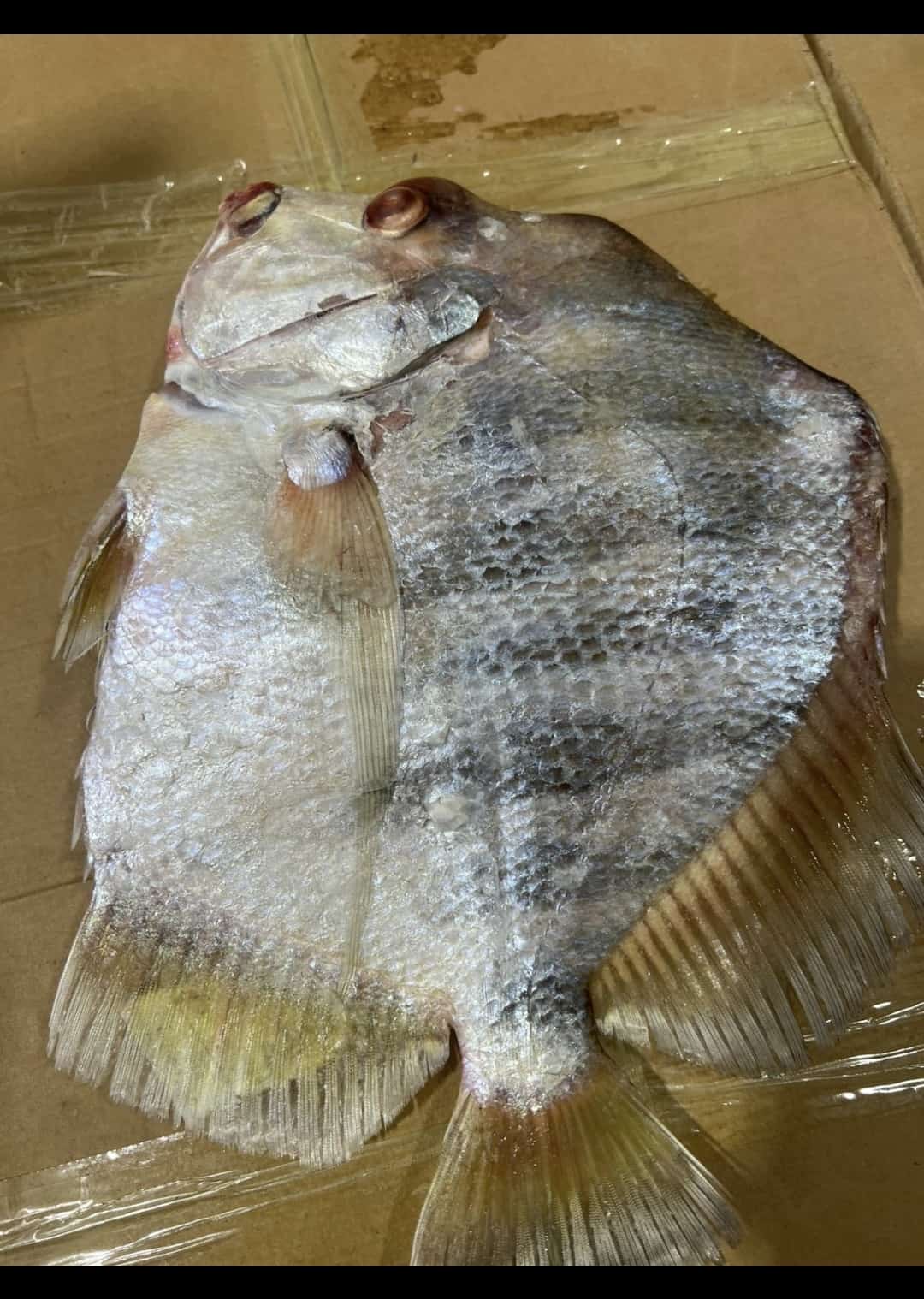 Disque plat taille grande/20kg