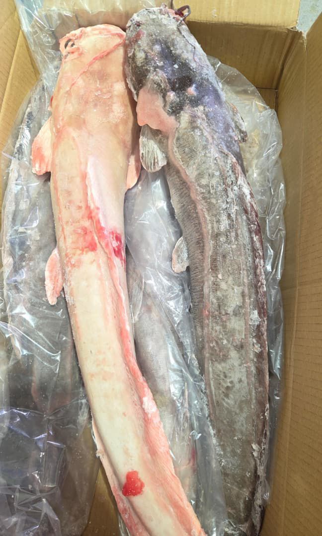 Poisson Catfish/poisson chat/carton de 6 kg