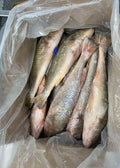 Bars corvina/ croaker vidé