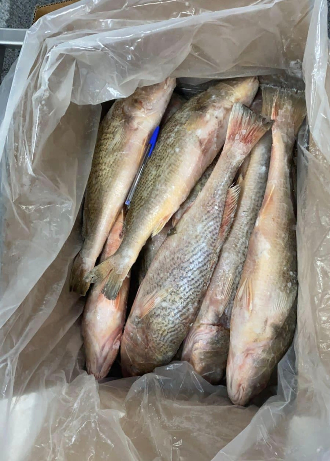 Bars corvina/ croaker vidé