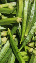 Caisse de gombo /okra frais