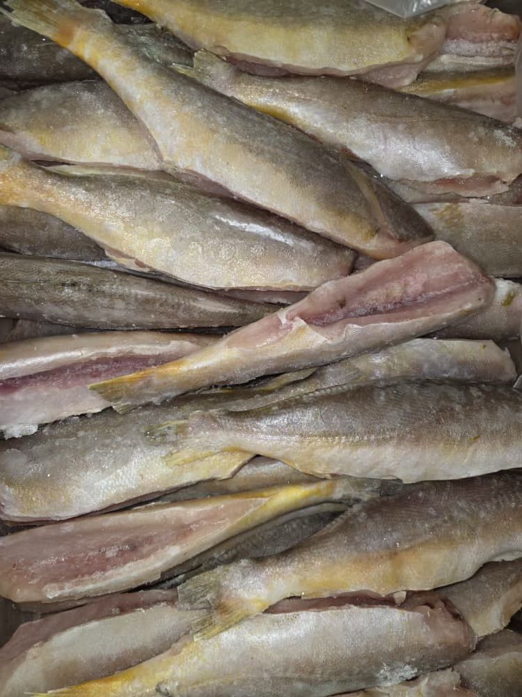 Poisson Bangamary/carton de 10 kg